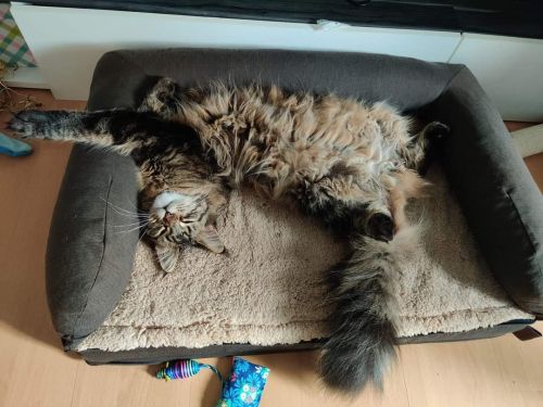 Katzen